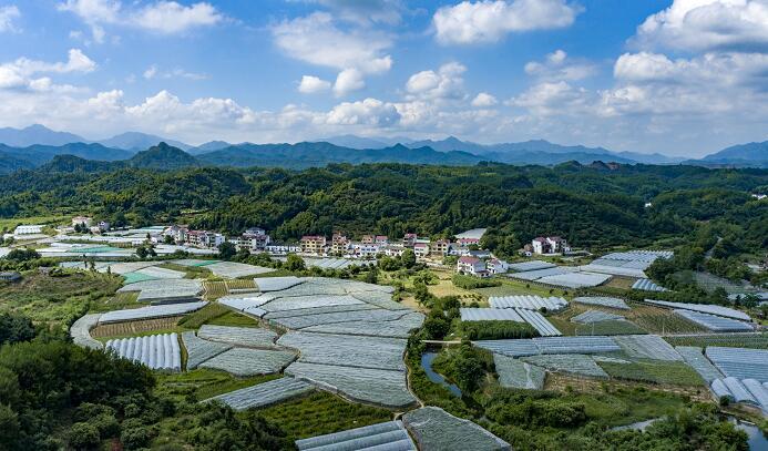 九江武宁县清江乡：党建引领振兴路 村企联营开新局