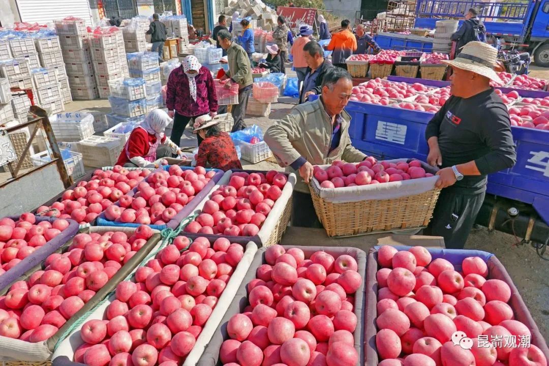 果农将收获的苹果送到苹果交易市场 ymg全媒体记者 唐克 摄