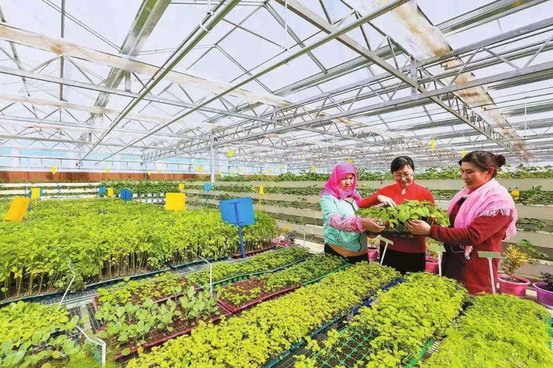 ▲临泽县沙河镇蔬菜育苗大棚