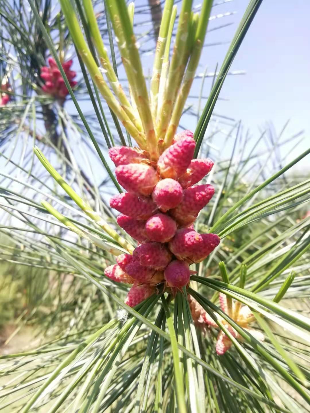 两笔经济账细算黑龙江果松产业激发无限潜力