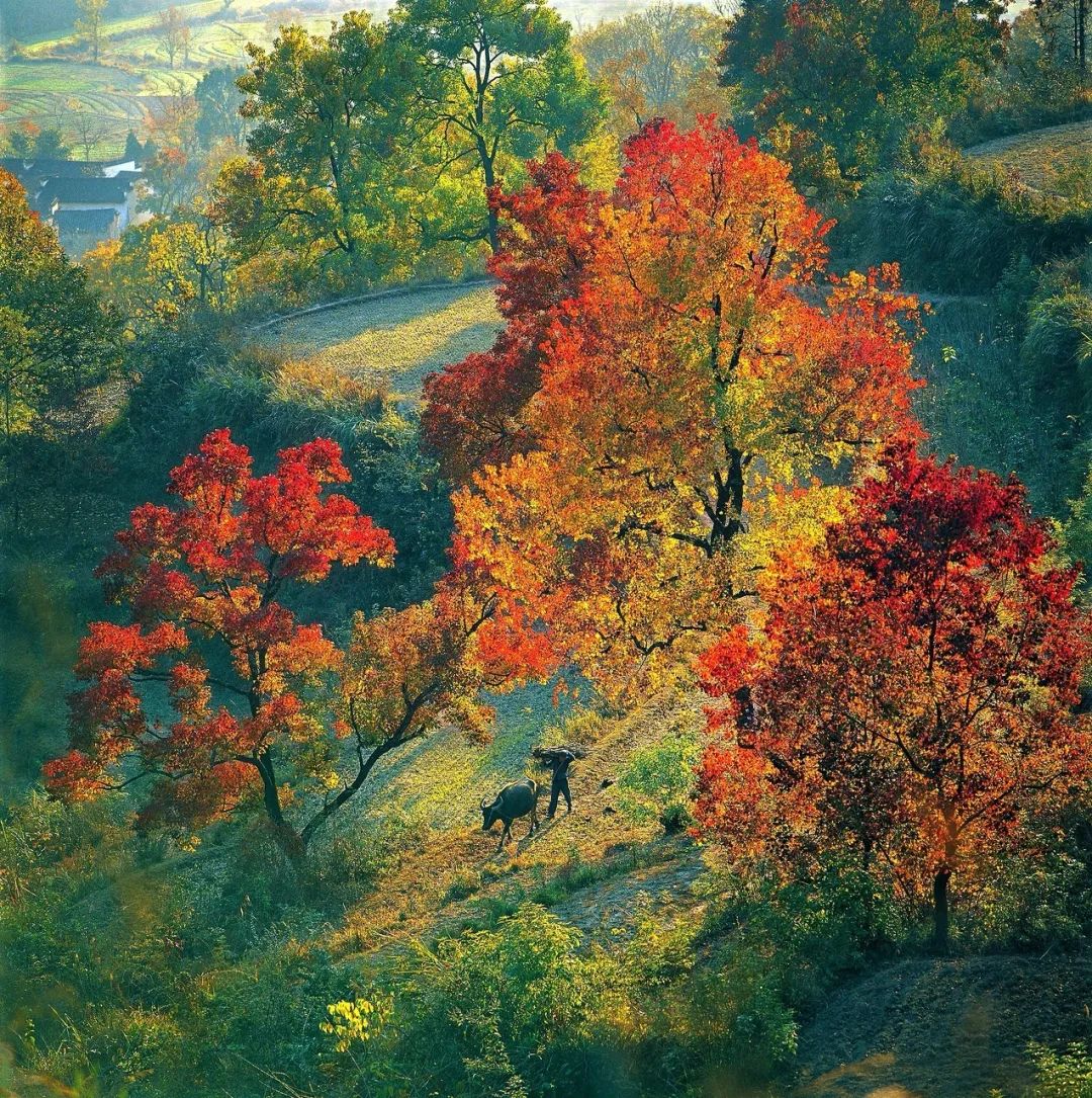 ©图虫 李雯