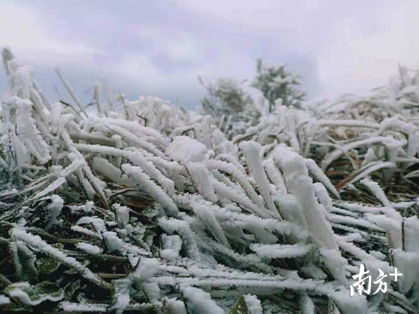 冰雪奇缘！时隔五年韶关市区再下“雪”，多地出现绝美“冰挂”