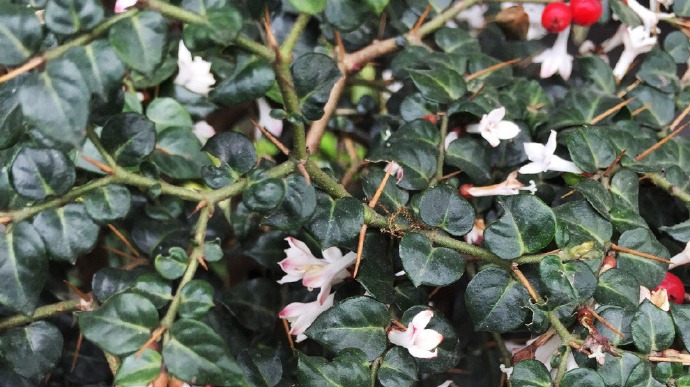 虎刺 茜草科 属常绿小灌木 叶对生 叶腋间有针状刺一对 凤凰网