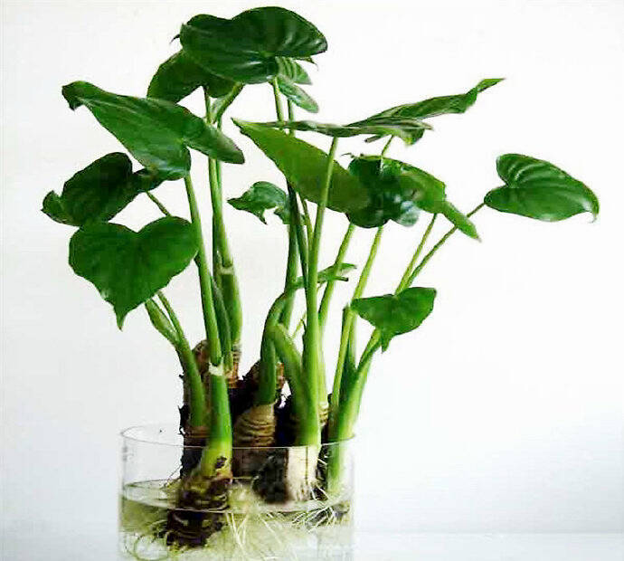 滴水观音 学名海芋 天南星科 海芋属 多年生草本植物 凤凰网