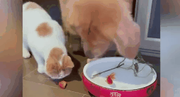 震撼人心！猫咪要吃金鱼 狗子猫口救鱼放回水中打氧