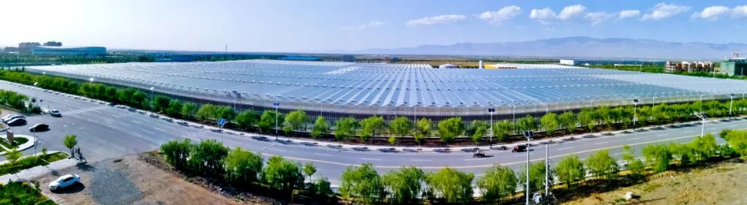 ▲张掖海升现代农业智能温室工业化栽培生态示范项目二期项目