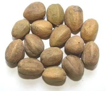 西安市中医医院巴豆历代炮制方法的演化