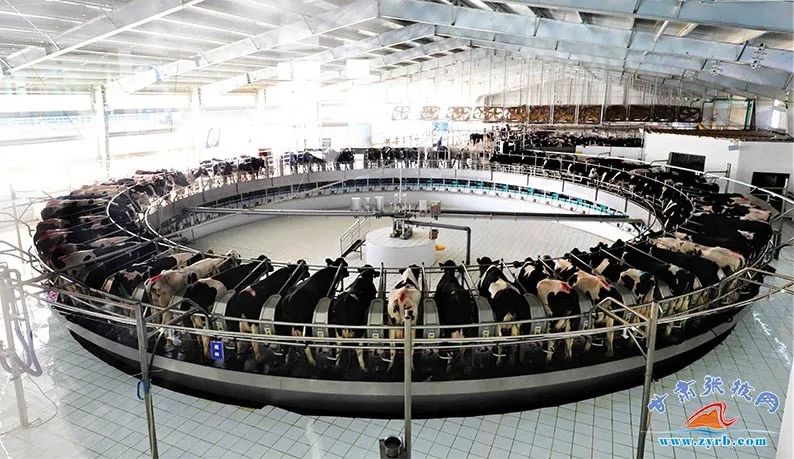 ▲前进牧业自动化挤奶生产线