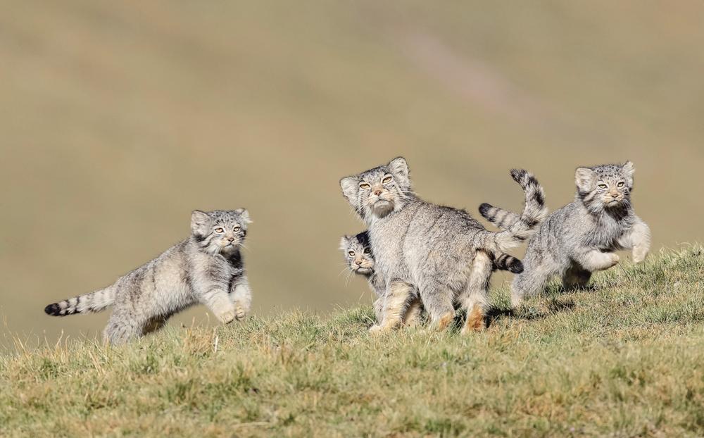 青海野生动物摄影师缘何屡获国际大奖