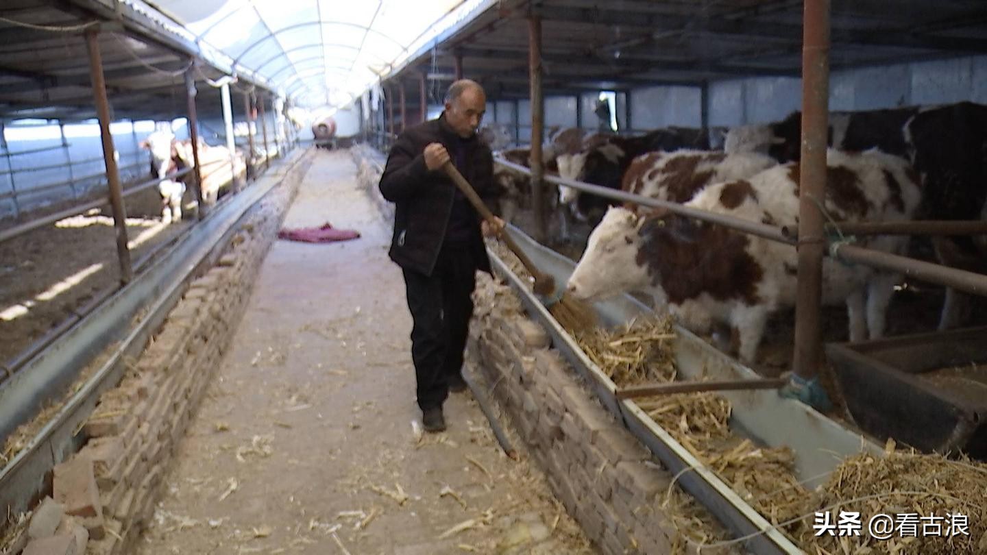 【走向我们的小康生活】（112）“牛”产业带来“牛”日子