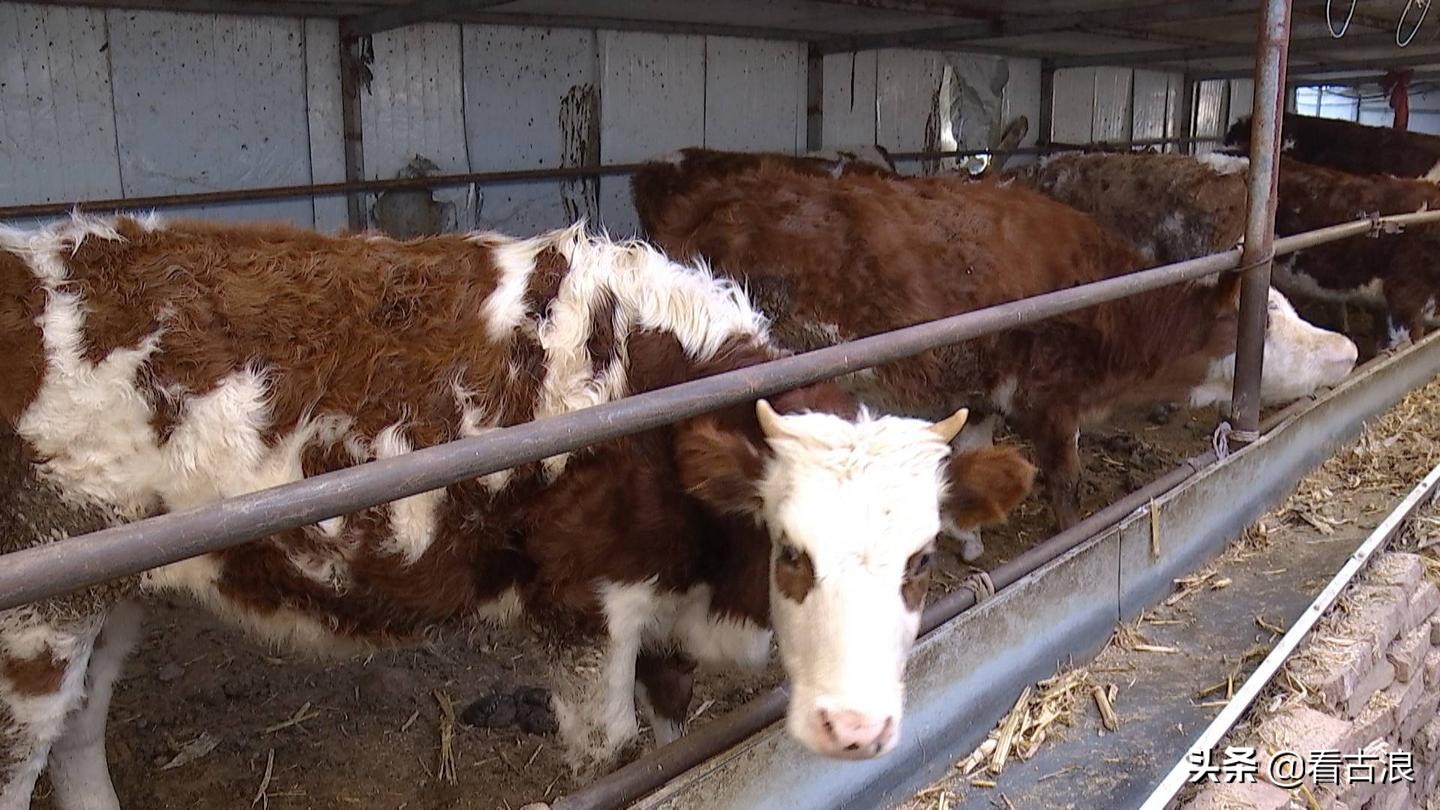 【走向我们的小康生活】（112）“牛”产业带来“牛”日子