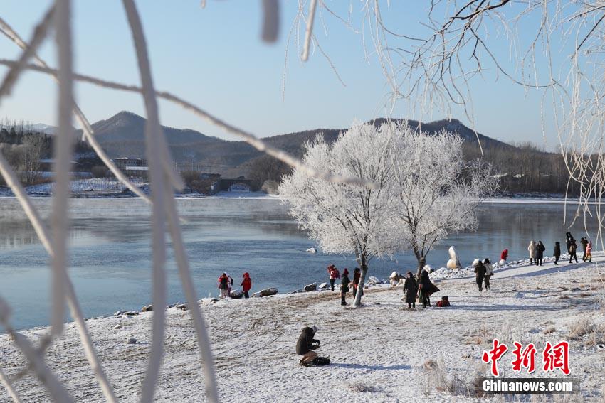 1月3日，素有“中国雾凇之都”之称的吉林市迎来2021年新年雾凇。松花江岸雾凇凝结于枝，繁茂纯净，当地“小雾凇岛”游客如织。苍雁 摄