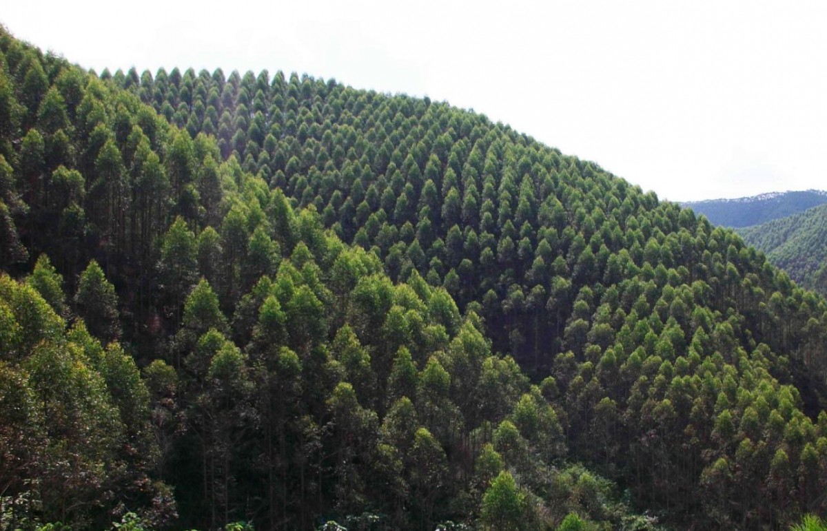 优质环保绿色生活宜昌林业公司优秀企业推荐