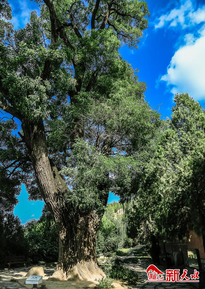 战乱中仓皇逃至，杜甫在这座古寺写下一百多首诗