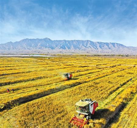 甘州区花寨小米种植专业合作社的农户正在收割绿色有机无公害谷子(资料图) 新甘肃&middot;甘肃日报通讯员 王将
