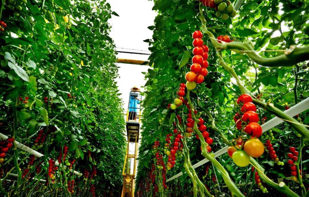 ▲张掖海升现代农业智能温室工业化栽培生态示范项目园区