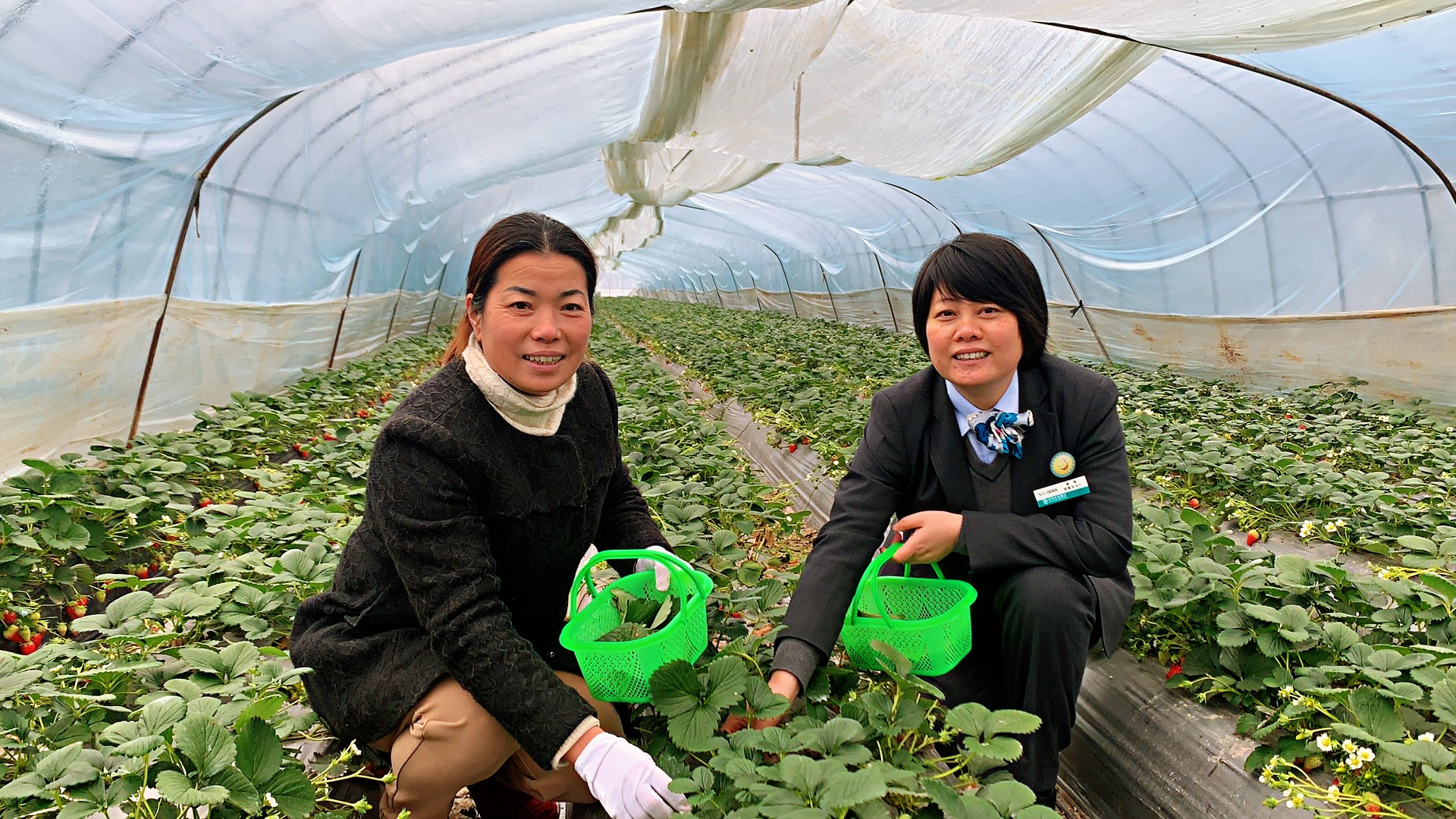 杭州农行客户经理到建德市杨村桥镇草莓园里向农户了解情况