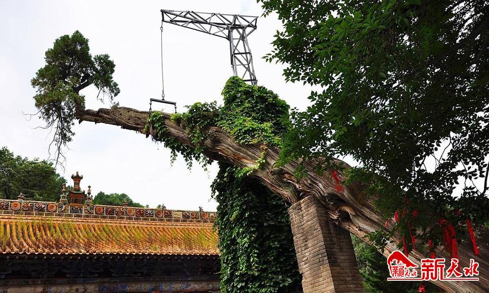 战乱中仓皇逃至，杜甫在这座古寺写下一百多首诗