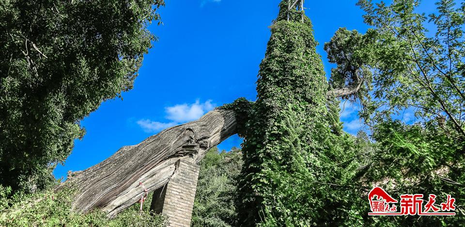 战乱中仓皇逃至，杜甫在这座古寺写下一百多首诗