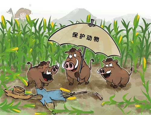 漫画:曹一原标题:农民辛苦一年,野猪一夜毁完新华每日电讯记者李雄鹰"