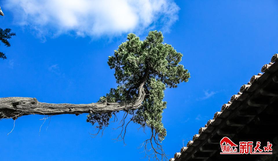战乱中仓皇逃至，杜甫在这座古寺写下一百多首诗
