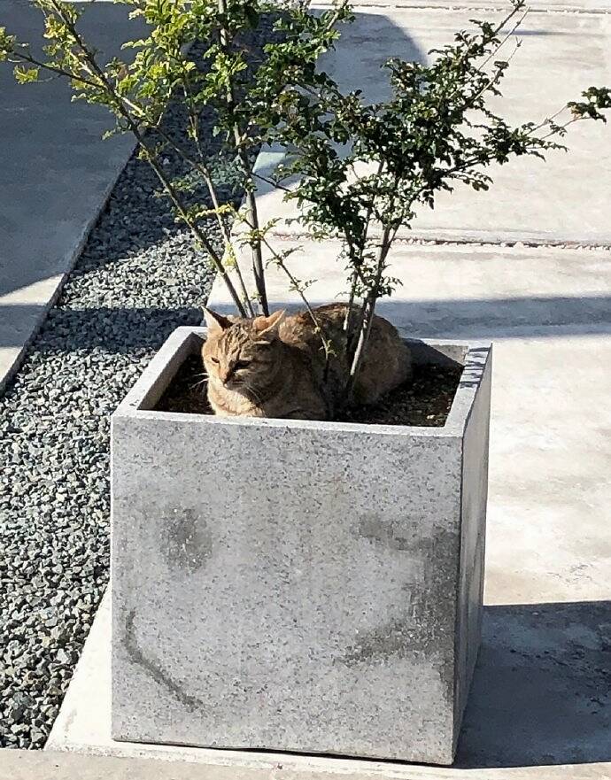 花盆里长出了猫 凤凰网