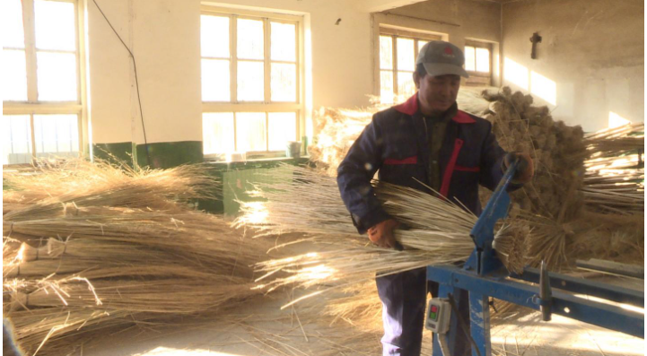 田间"野蛮"芨芨草 拓宽金昌农民增收路