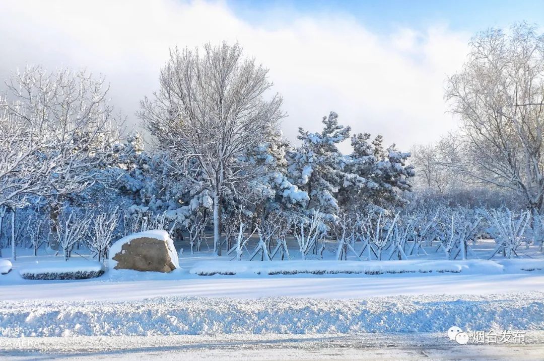 这个新年雪窝烟台有多霸屏