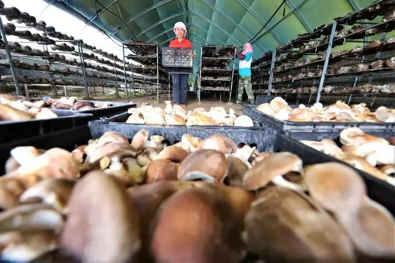 ▲山丹县老军乡硖口新村扶贫车间食用菌大棚