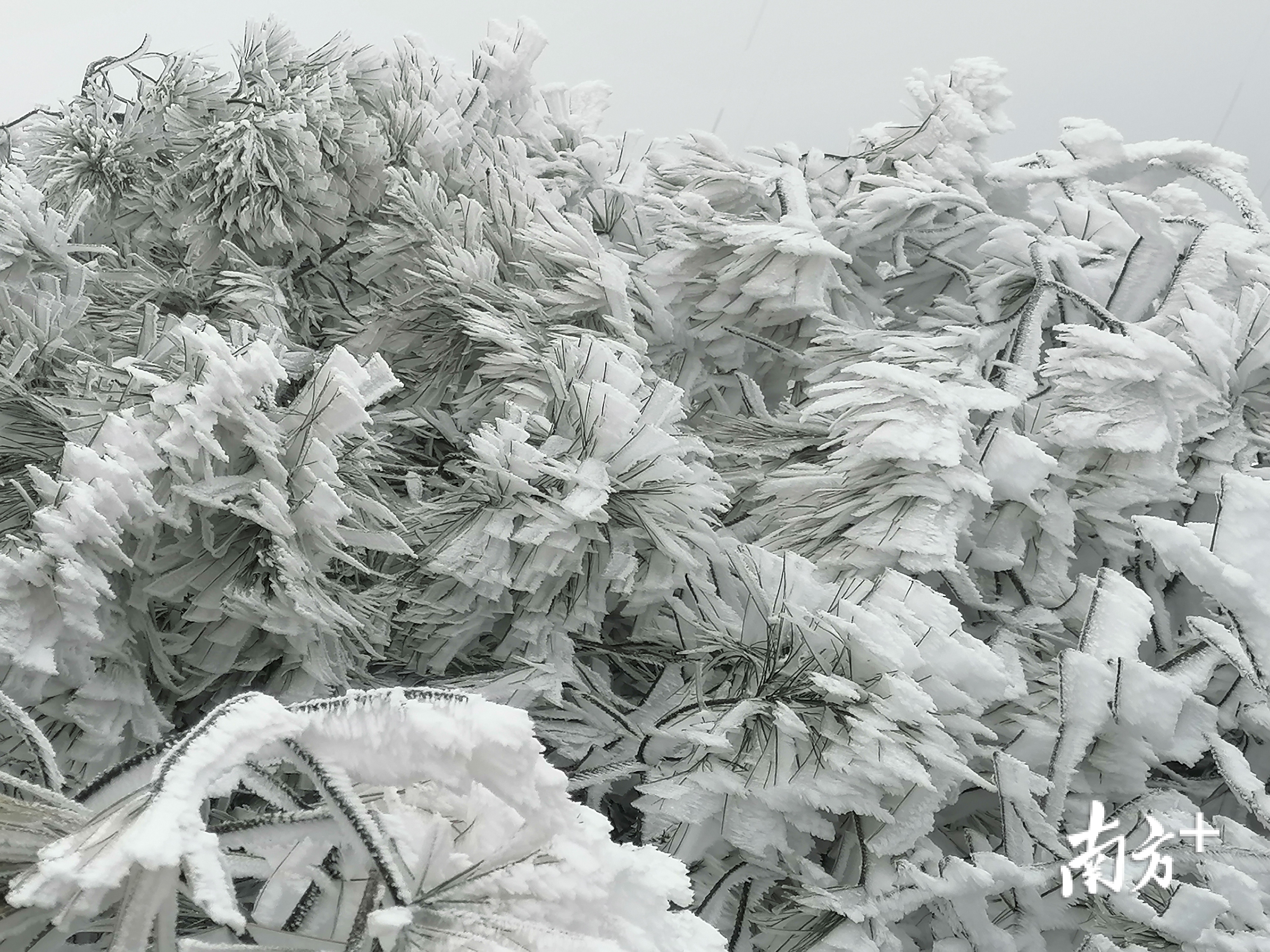 冰雪奇缘！时隔五年韶关市区再下“雪”，多地出现绝美“冰挂”