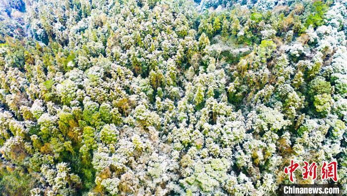 初雪的降临，让草地和大树“白了头”，部分地区甚至有了积雪。　赵春亮 摄