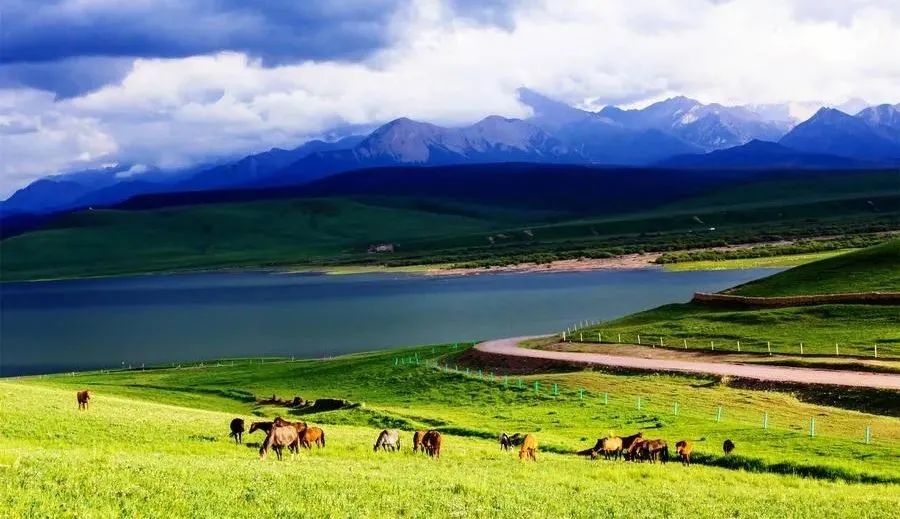 ▲夏日的山丹马场