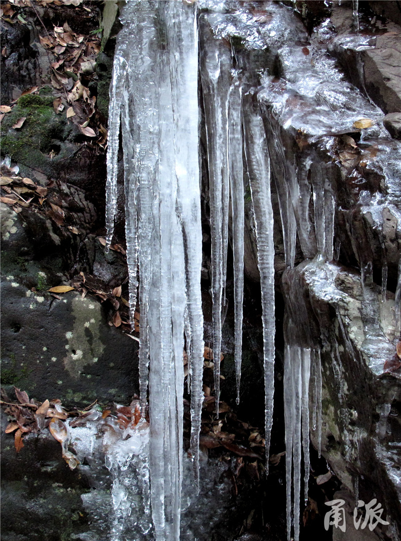 天寒地冻四明山上冰花朵朵开
