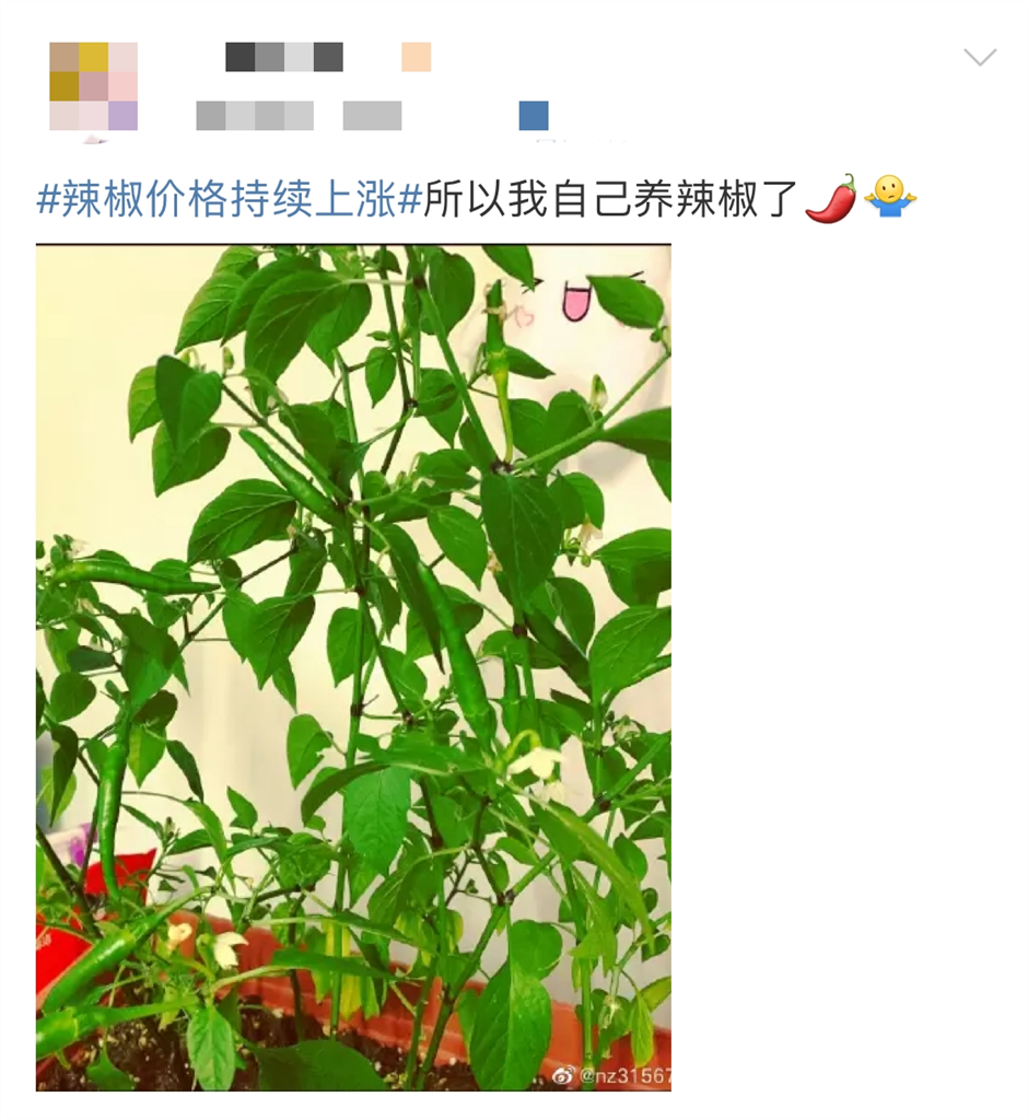 选择辣椒“自产自销”的网友