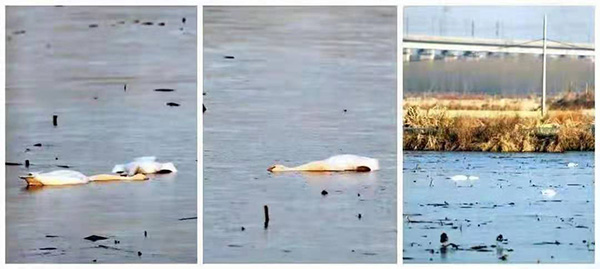 淮南大通区蔡城塘里发现的野生天鹅死体。 淮南当地爱鸟人士 陆士德  图