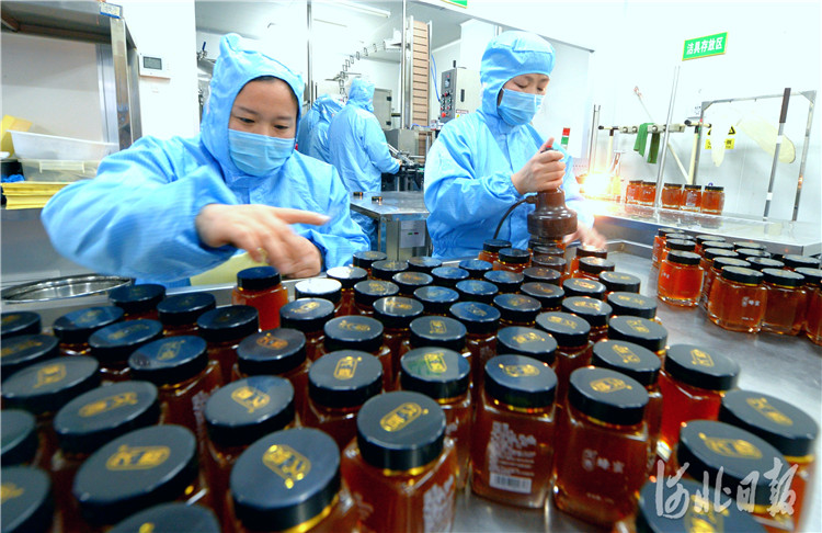近日，位于河北省安国市的国药乐仁堂河北药业有限公司生产车间的工人在封装产品。河北日报记者杜柏桦摄