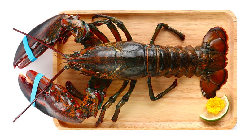 口碑好到爆棚"朝廷贡品""海底贵族""中华锦绣龙虾"湛江硇洲岛的青龙虾