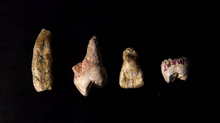距今近百万年的4颗梅铺直立人牙齿化石标本研究模型。　孙自法 摄