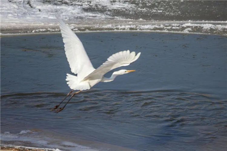 爭渡爭渡驚起一灘鷗鷺洮河溼地水鳥起舞冬日圓舞曲