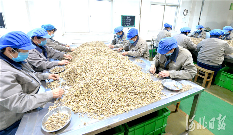 近日，位于河北省安国市的国药乐仁堂河北药业有限公司中药饮片生产车间的工人在筛选原料。河北日报记者杜柏桦摄