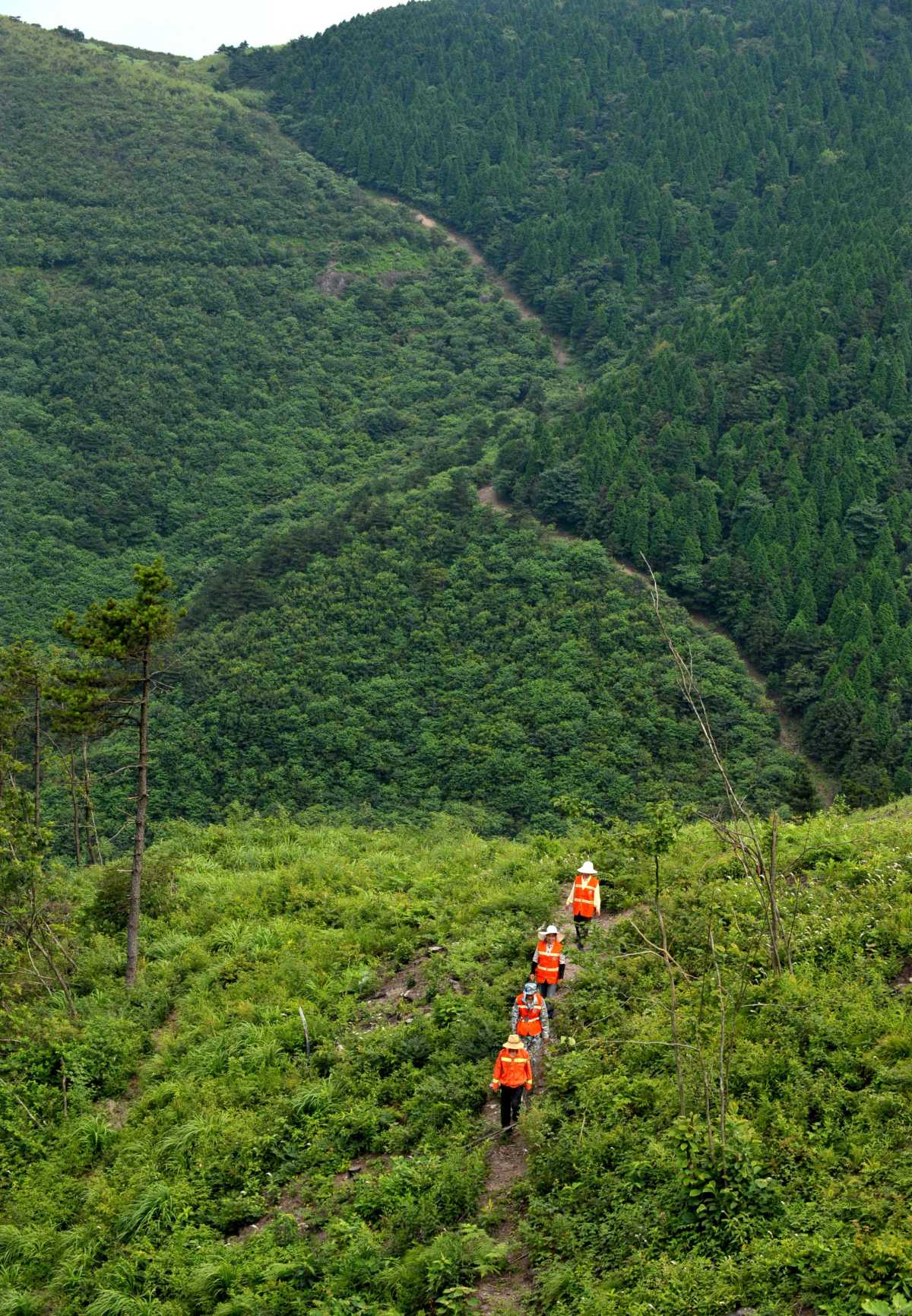 2 四明山林场黄海田林区职工正在巡山.jpg