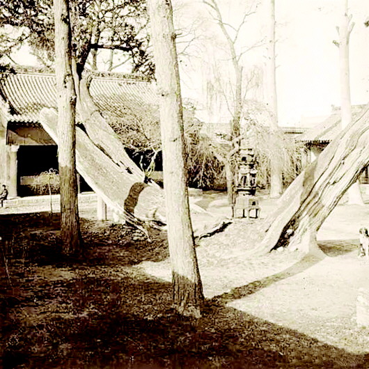 ■ 1908年，南郭寺古柏。
