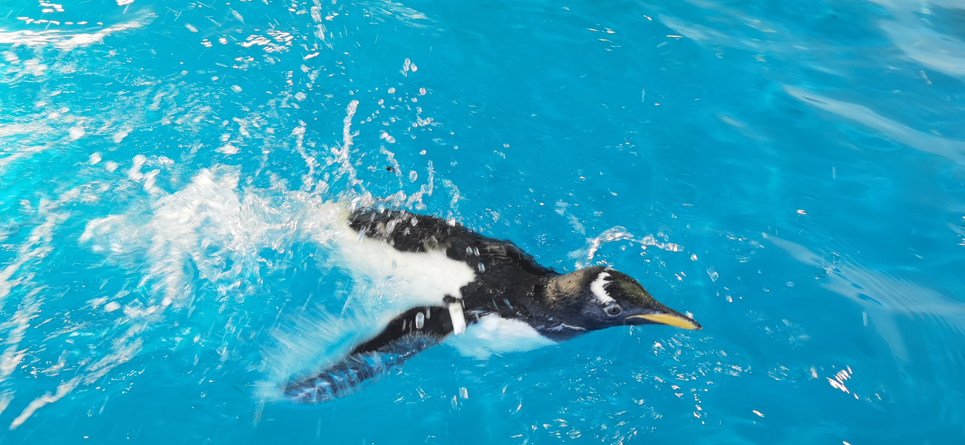 企鹅游泳的照片图片