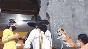 印度一只流浪狗在寺庙外与信徒挨个握手送上“祝福”