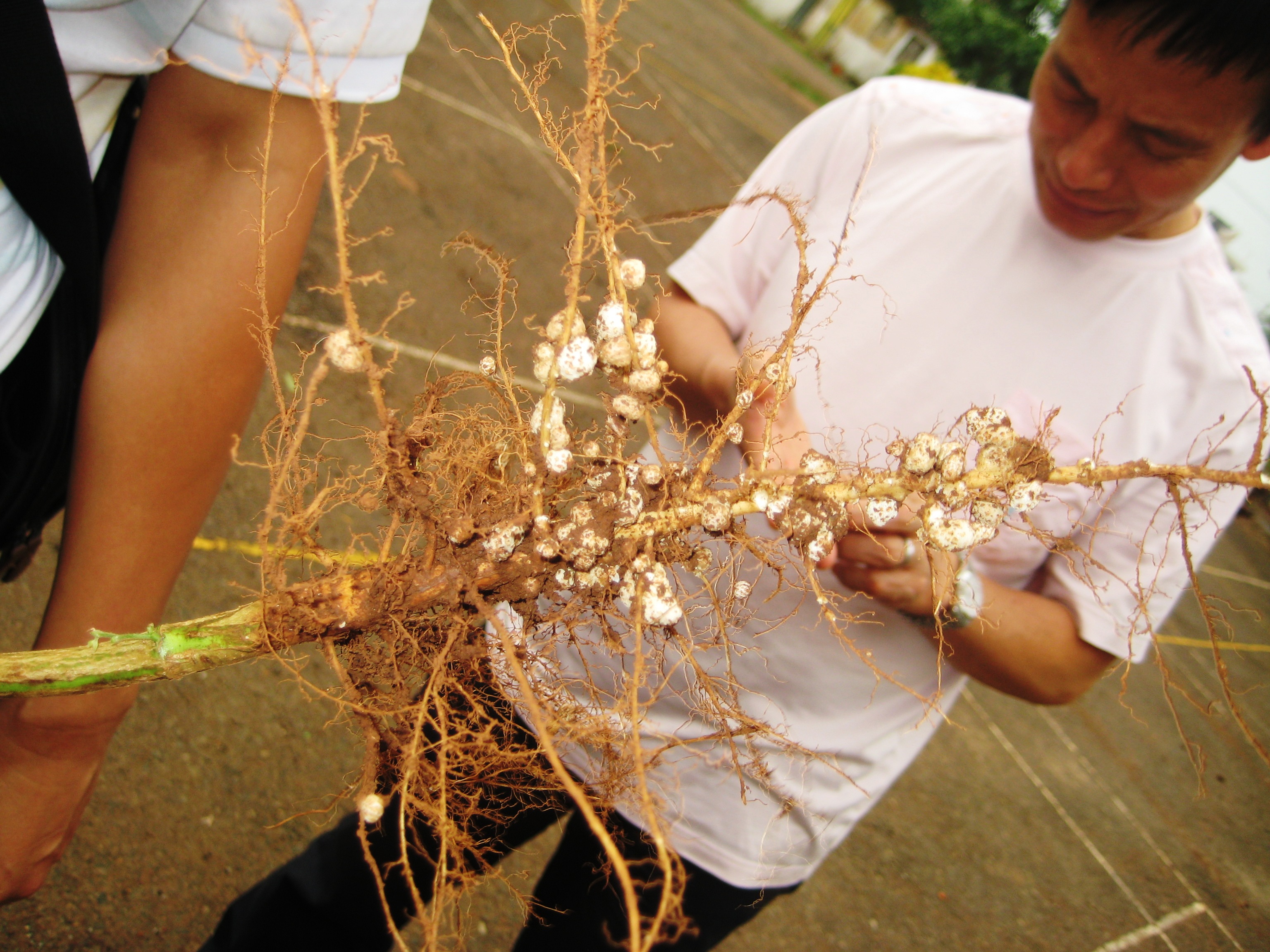 南方大豆粗壮根系及固氮根瘤