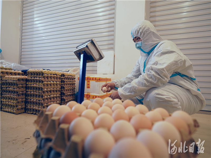 2021年1月11日，河北省邢台市巨鹿县助农平台工作人员为线上订单备货。通讯员胡良川摄影报道