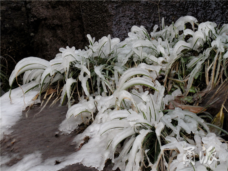 28——瀑布下的草叶上挂满了冰凌，形成奇妙的景观效果.jpg