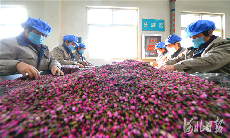 近日，位于河北省安国市的国药乐仁堂河北药业有限公司中药饮片生产车间的工人在筛选原料。