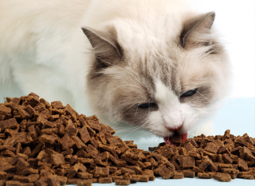 国产猫粮排行榜_国产猫粮推荐阿飞和巴弟全面营养补给更健康