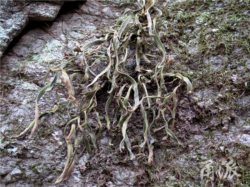 12——生长在岩石上的蕨类植物：相异石韦，叶片卷缩作假死状.jpg